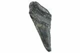 Partial Megalodon Tooth - South Carolina #272569-1
